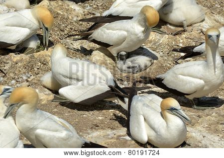 Muriwai Gannet Colony - New Zealand