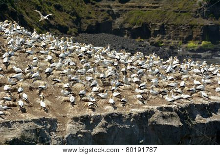 Muriwai Gannet Colony - New Zealand