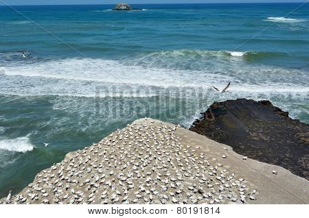 Muriwai Gannet Colony - New Zealand