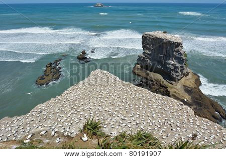 Muriwai Gannet Colony - New Zealand