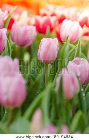 Blooming Spring Flowers Tulips In The Sunlight