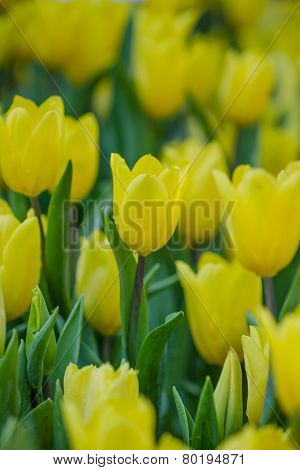 Blooming Spring Flowers Tulips In The Garden