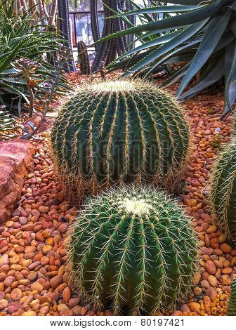 Royal Cactus