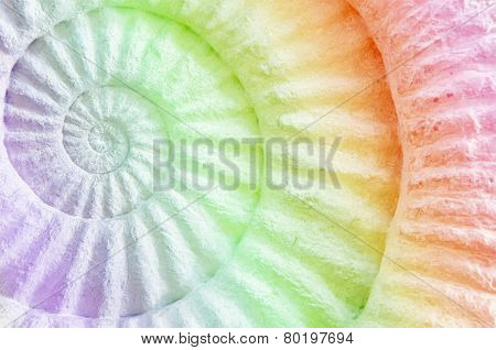 Ammonite Prehistoric Fossil