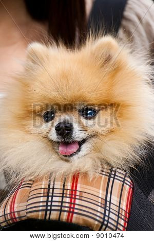 Puppy in bag
