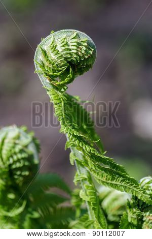 Young Leaves Of The Fern In The Early Spring