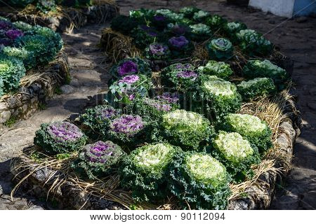 Organic Longlived Cabbage In The Garden With Sunlight
