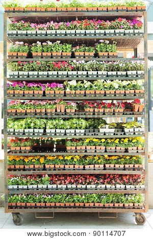 Shelves Full Of Potted Seedlings In A Nursery