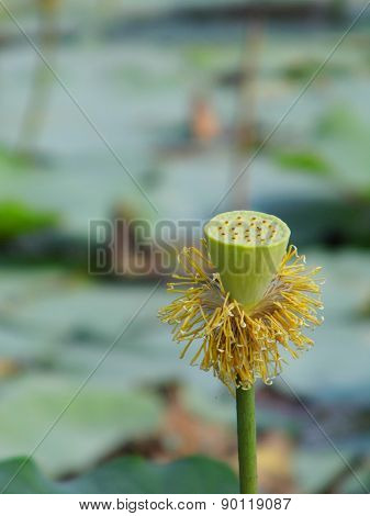 Young lotus seed