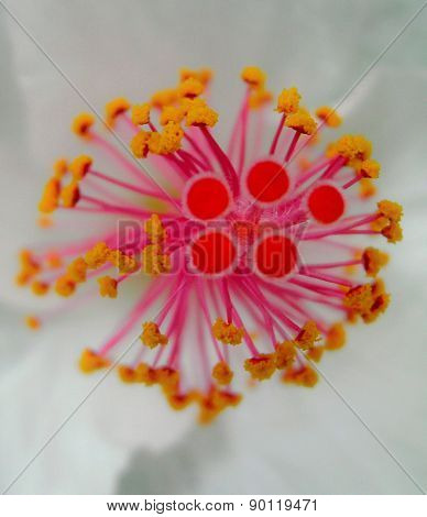 Hawaiian Hibiscus