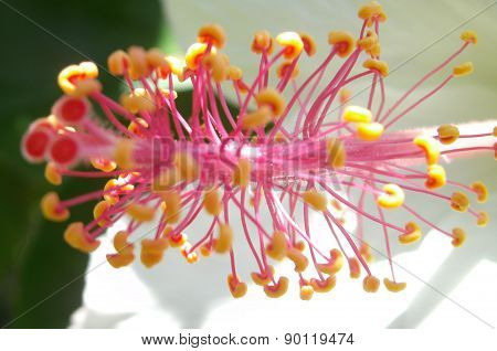 Hawaiian Hibiscus