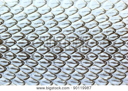 Snake Skin, Snake Molt
