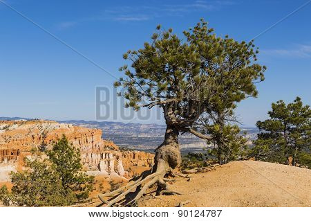 Bristlecone Pine Silhouetted Against Blue Sky At Bryce Canyon