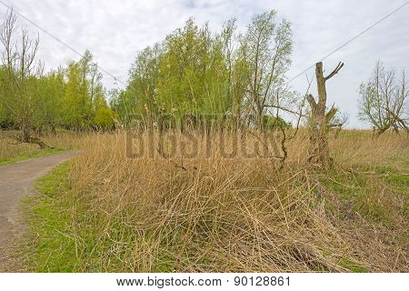 Decidious trees and dead trees in nature in spring