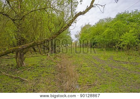 Decidious trees and dead trees in nature in spring