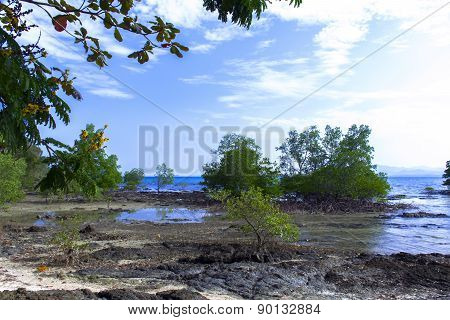 Mangrove Trees, Low Tide.