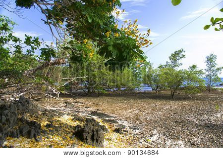 Mangrove and Other Tree.