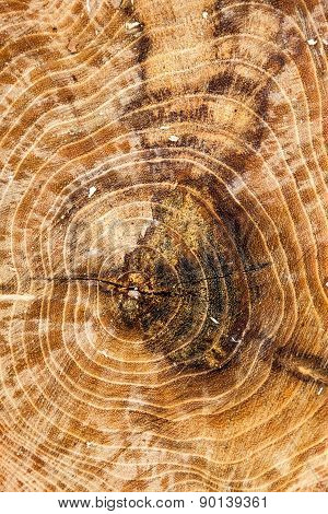 Cross Section Of The Tree Trunk