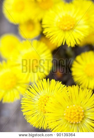 Yellow Coltsfoot Flowers (tussilago Farfara)