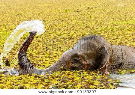 Elephant Bathing