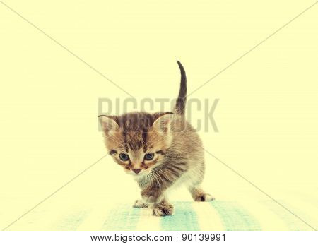 Cute Funny Kitten