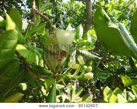 pomegranate