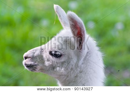 Llama (lama Glama) Baby
