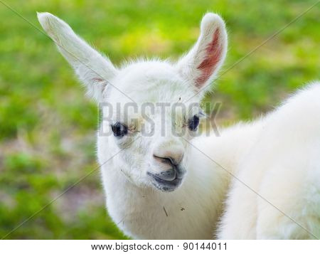 Llama (lama Glama) Baby