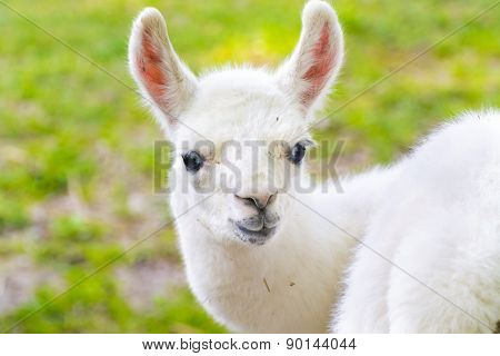 Llama (lama Glama) Baby
