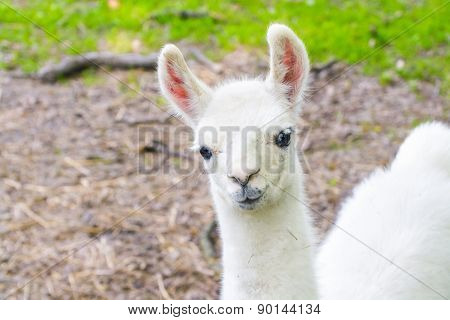 Llama (lama Glama) Baby
