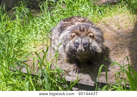 Raccoon Dog (nyctereutes Procyonoides)