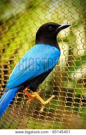 Yucatan Jay Bird