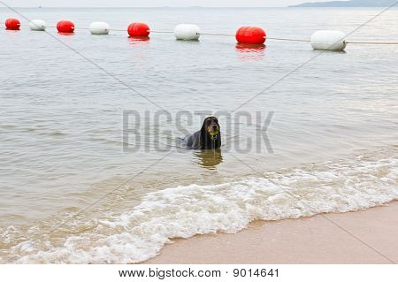 bom cachorro e bóia na praia