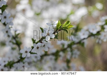 Spring flowers in bloom