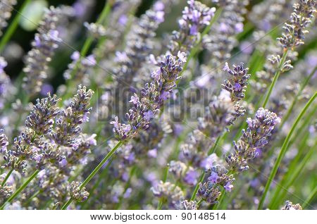 Beautiful lavender field in the end of the summer