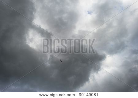 Bird flying into deteriorating weather in spring