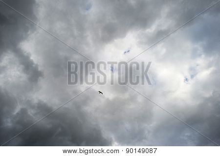 Bird flying into deteriorating weather in spring
