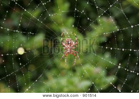 Orb Weaver, feuchtes Web