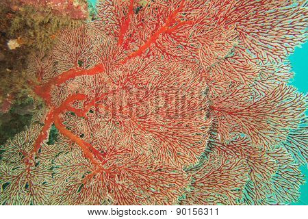 Red gorgon