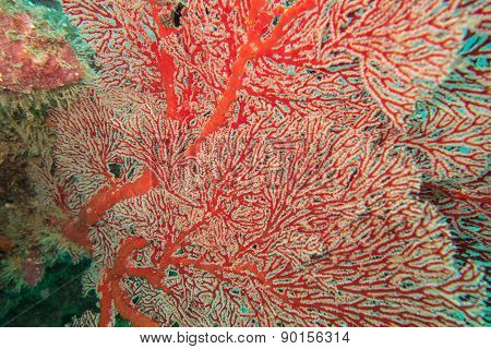 Red gorgon