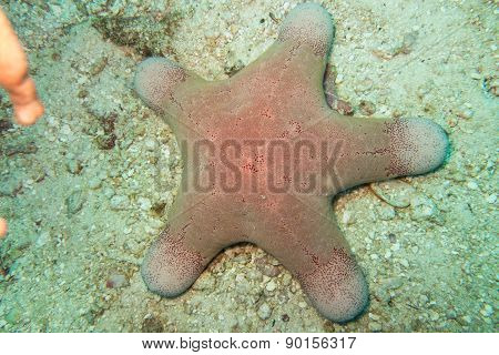 Starfish
