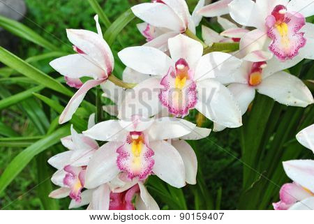 closeup of white orchid in the nature
