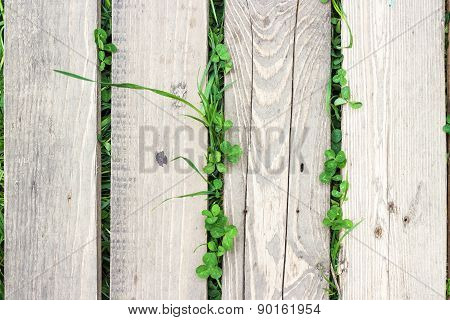 Grass And Clover Plant Are Growing Through The Grey Wooden Planks
