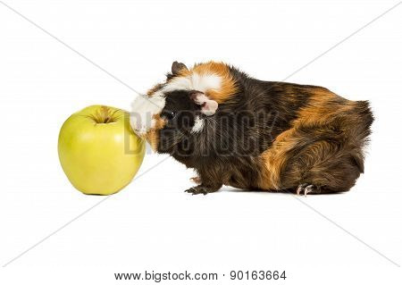 Guinea Pig Eating An Apple