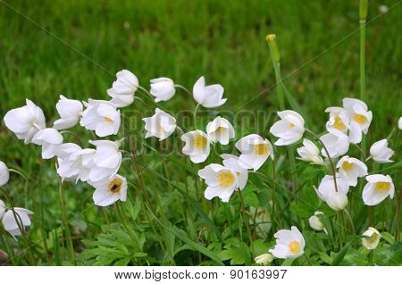 Flowers anemones