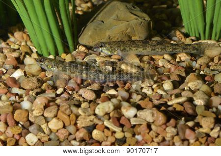 Darter
