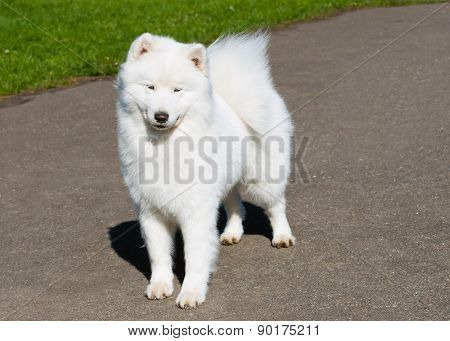 Samoyed modesty.