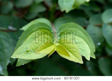 Close Up Star Gooseberry Leaf : Growth Concept.