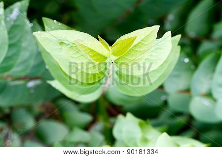 Close Up Star Gooseberry Leaf : Growth Concept.