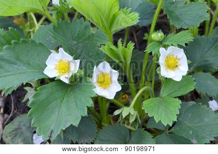 Strawberries in the flowering period